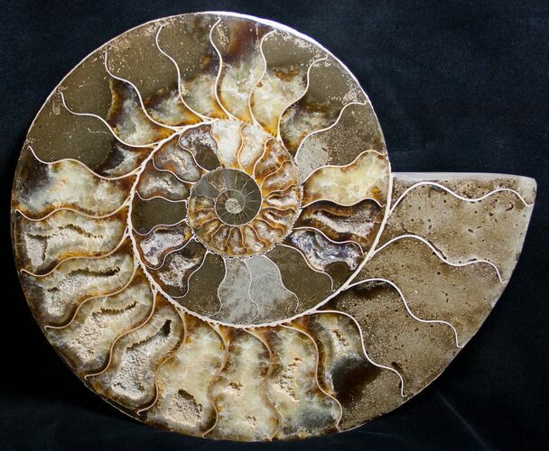 Split Ammonite Half - Agatized Chambers #8724